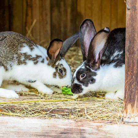 فندق Baby- Und Sonnelino